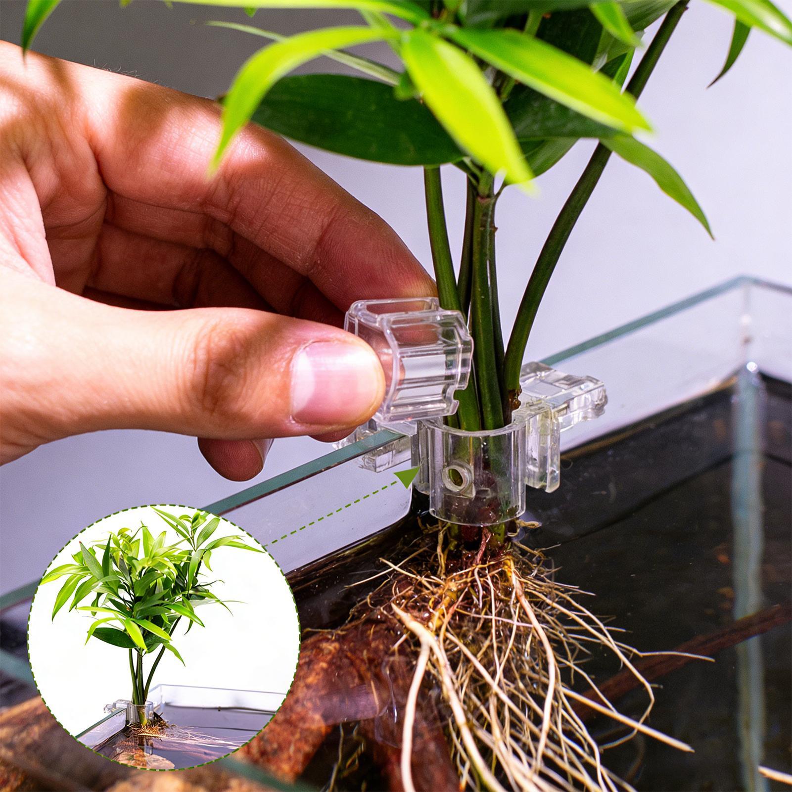 Aquarium Plant Diseases - 6 Stück Aquarium-Pflanzenhalter Transparente Pflanzhalterung Aufhängbare