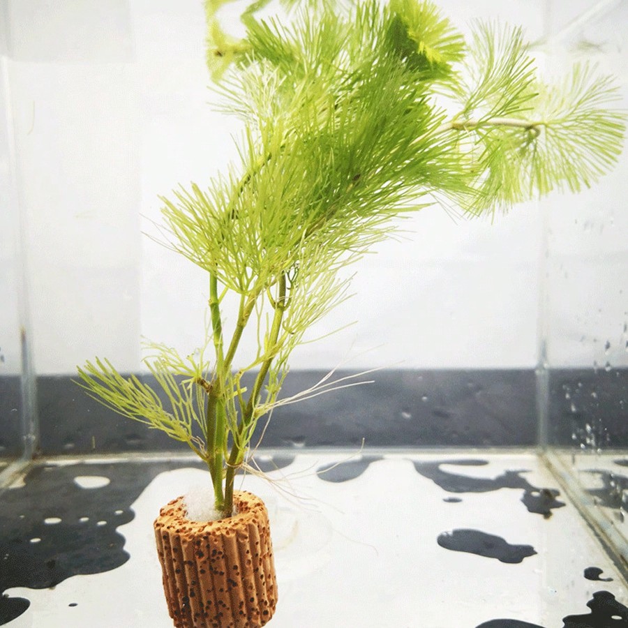 Hochwertige Fixierungsringe fü – Aquarium Plant Rings Bewertung und Preis