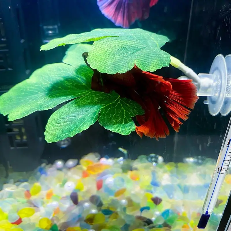 Betta Fischblatt-Hängematte fü – Aquarium Plant Rings Bewertung und Preis