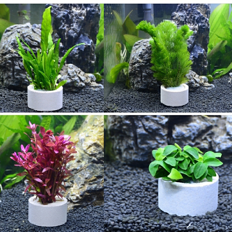 Aquarium Dekoration Keramik Ri – Aquarium Plant Rings Bewertung und Preis