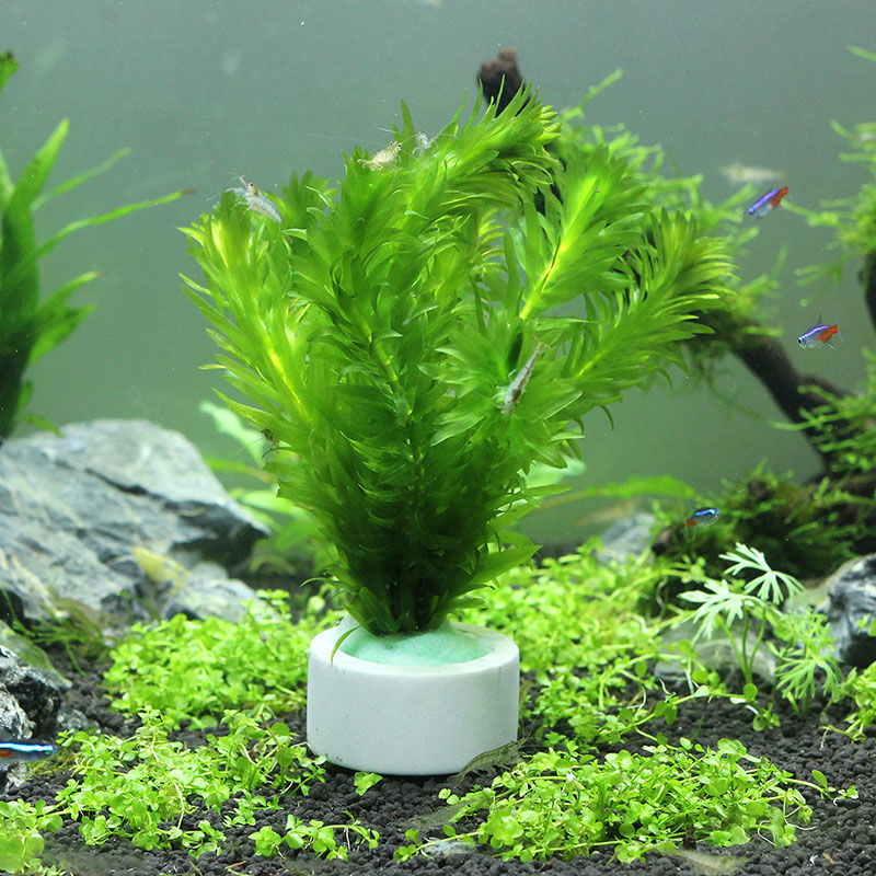 Aquarium Dekoration Keramik Ri – Aquarium Plant Rings Bewertung und Preis