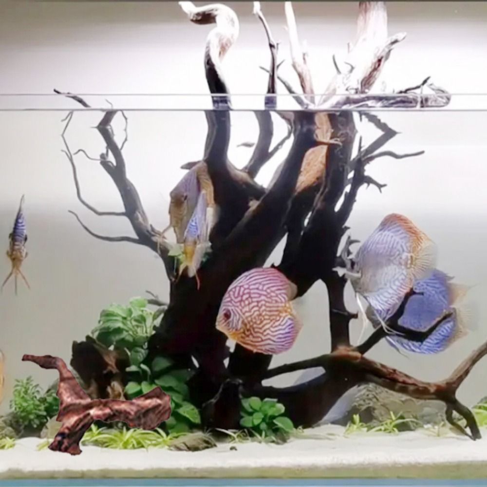 Kreative Unregelmäßige Form Ko – Aquarium Plant Growing Bewertung und Preis