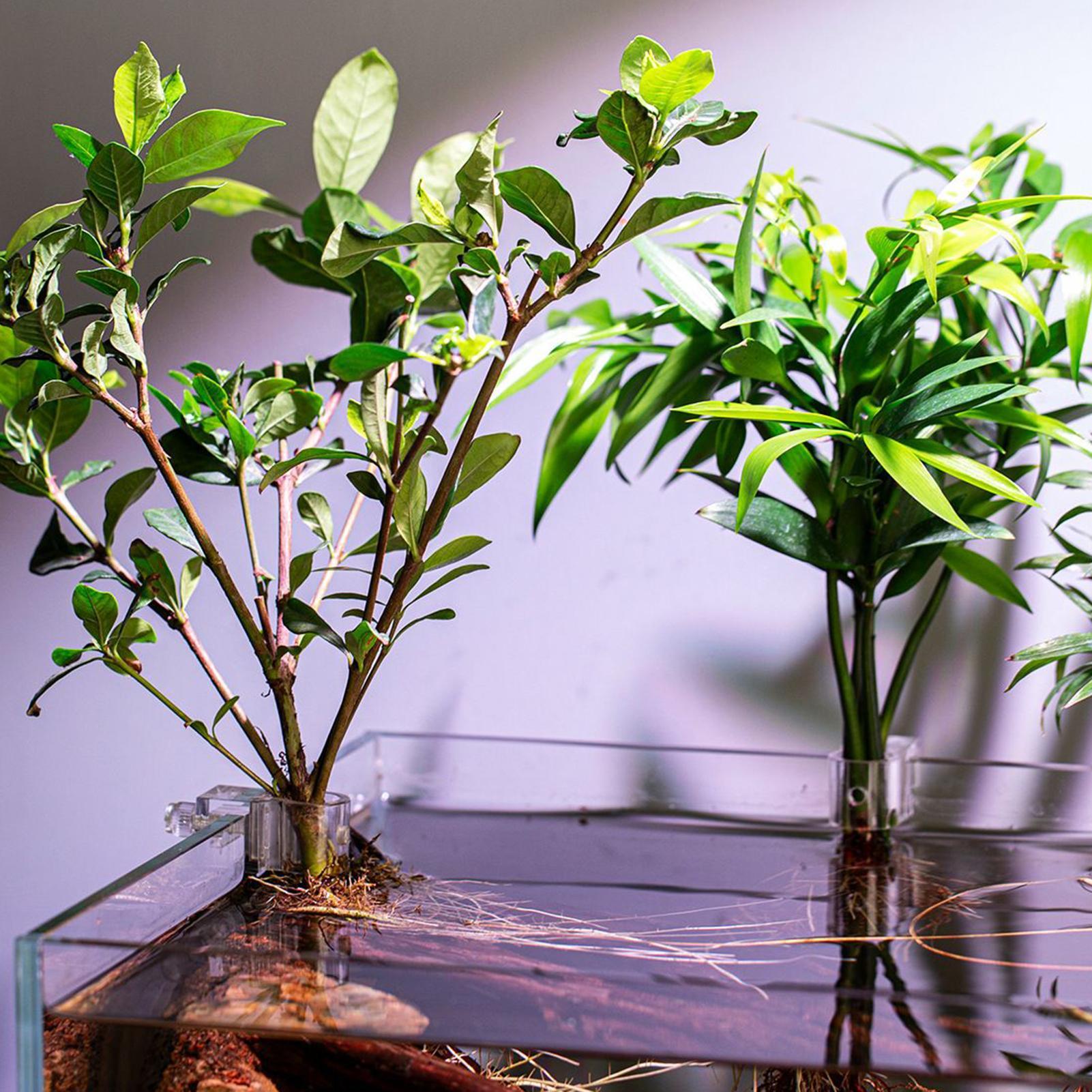 6 Stück Aquarium-Pflanzenhalte – Aquarium Plant Diseases Bewertung und Preis