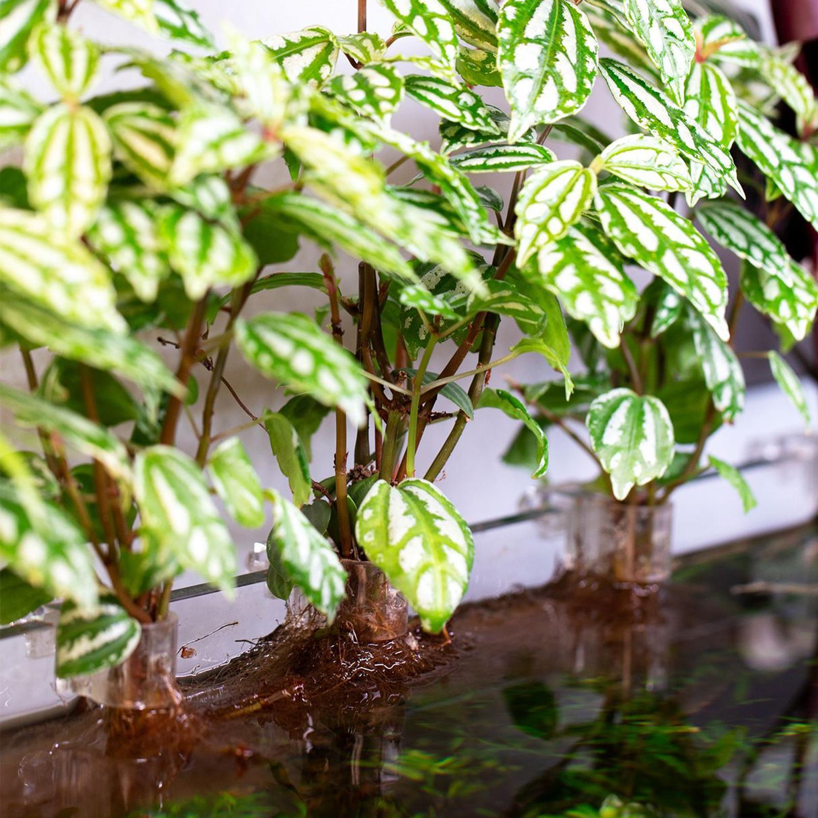6 Stück Aquarium-Pflanzenhalte – Aquarium Plant Diseases Bewertung und Preis