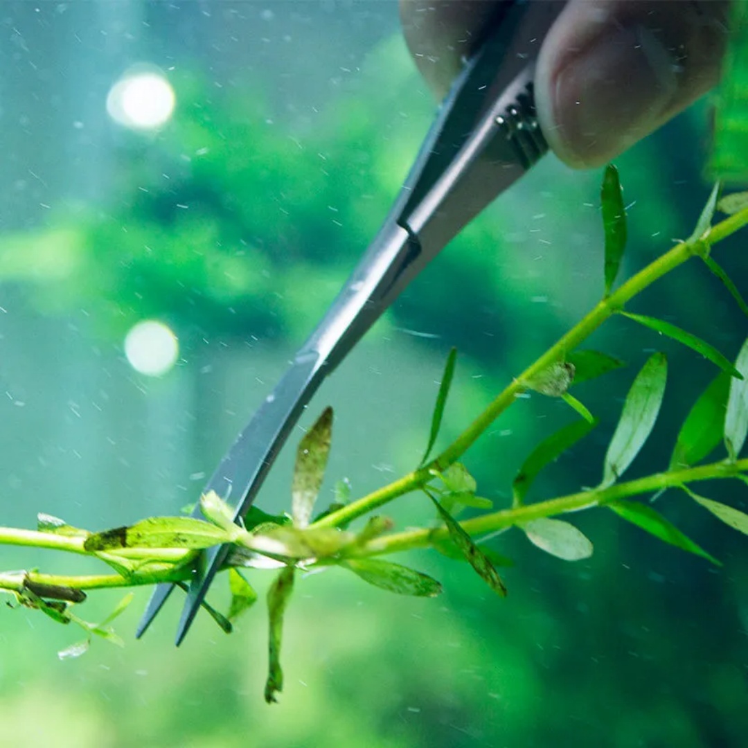 Gebogene gerade Federschere fü – Planted Aquarium Maintenance Kit Bewertung und Preis
